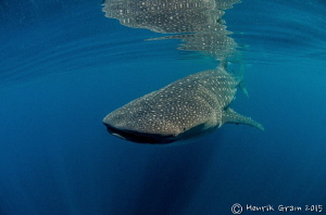 Whaleshark of Qatar by Henrik Gram Rasmussen 